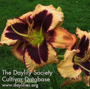 Daylily Fate of a Fool
